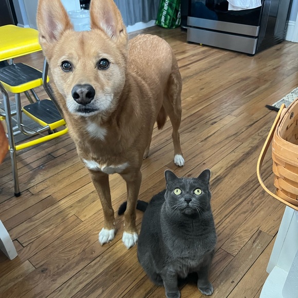 Meet your Posher, Katee - Picture 3 of 5